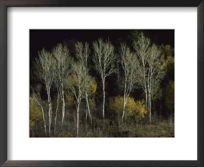 Aspen Trees Stand Barren Late In The Fall by Joel Sartore Pricing Limited Edition Print image