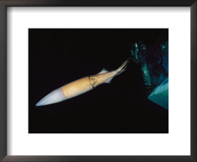 Giant Or Humboldt Squid Swimming By Jet Propulsion Under A Boat by Brian J. Skerry Pricing Limited Edition Print image