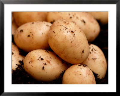 Baby New Carlingford Potato, Close-Up Of Potatoes On Soil by Susie Mccaffrey Pricing Limited Edition Print image