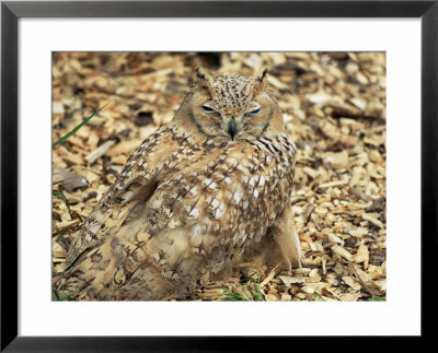 Owl Camouflaged By Leaves by Lee Frost Pricing Limited Edition Print image