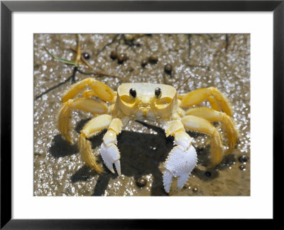 Ghost Crab, Also Known As Sand Crab, Parque Nacional Dos Lencois Maranhenses, Lencois Maranhenses by Marco Simoni Pricing Limited Edition Print image