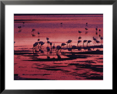 Flamingoes Feeding At Laguna Colorada, Reserva Nacional Eduardo Avaroa, Los Lipez, Bolivia by Marco Simoni Pricing Limited Edition Print image