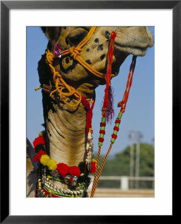 Camel Adorned With Colourful Tassels, Bikaner Desert Festival, Rajasthan State, India by Marco Simoni Pricing Limited Edition Print image