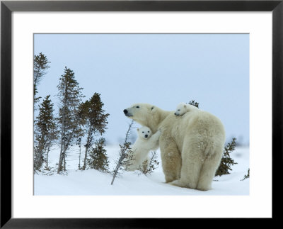 Polar Bear (Ursus Maritimus) Mother With Twin Cubs, Wapusk National Park, Churchill, Manitoba by Thorsten Milse Pricing Limited Edition Print image