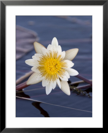 Water Lily, Nymphaea Caerulea, Chobe River, Chobe National Park, Botswana, Africa by Thorsten Milse Pricing Limited Edition Print image