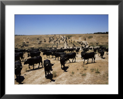 Cattle Transhumance, Spain by Robin Hanbury-Tenison Pricing Limited Edition Print image