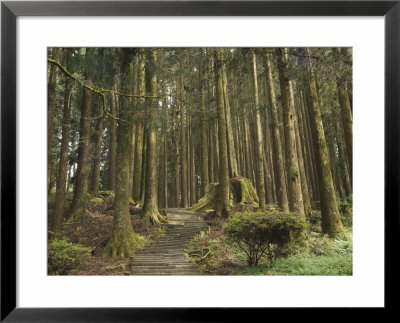 Cedar Forest, Alishan National Forest Recreation Area, Chiayi County, Taiwan by Christian Kober Pricing Limited Edition Print image