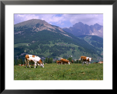 Cows Grazing At Monte Pana And Leodle Geisler Odles Range In Background, Dolomites, Italy by Richard Nebesky Pricing Limited Edition Print image