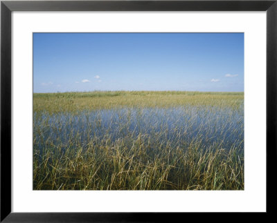 The Everglades, Everglades National Park, Florida, United States Of America (Usa), North America by Philip Craven Pricing Limited Edition Print image