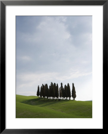 Cypresses In Corn Field Near San Quirico, Val D'orcia, Tuscany, Italy by Angelo Cavalli Pricing Limited Edition Print image
