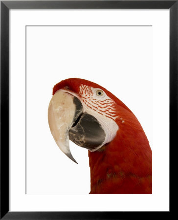 Macaw, South America by Angelo Cavalli Pricing Limited Edition Print image