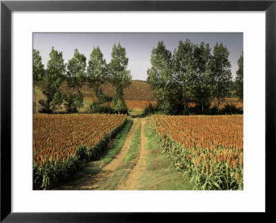 Millet Field Near Condom, Gascony, Midi-Pyrenees, France by Michael Busselle Pricing Limited Edition Print image