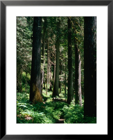 Forest, Usa by Kraig Lieb Pricing Limited Edition Print image