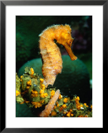 Orange Long Nose Seahorse (Hippocampus Reidi), Belize by Mark Webster Pricing Limited Edition Print image