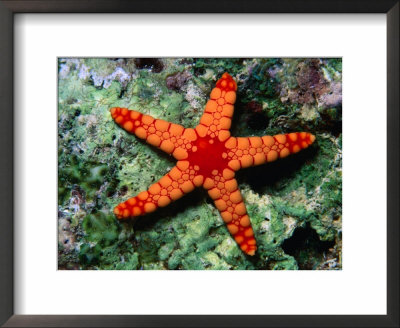 Sea Star (Fromia Monillis) by Michael Aw Pricing Limited Edition Print image