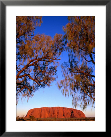Desert Oaks Frame Uluru (Ayers Rock), Uluru-Kata Tjuta National Park, Northern Territory, Australia by Paul Sinclair Pricing Limited Edition Print image