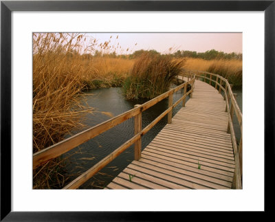 Raised Walkway Through Marshlands, Azraq Wetlands Reserve, Amman, Jordan by Mark Daffey Pricing Limited Edition Print image