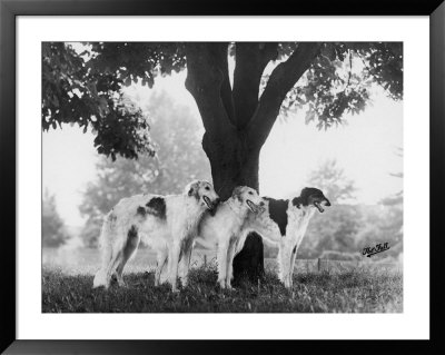 Three Mythe Borzois Belonging To Miss E.M. Robinson Standing Under A Tree by Thomas Fall Pricing Limited Edition Print image