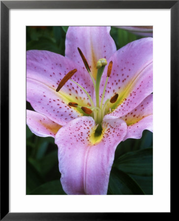 Lilium, Berlin (Lily), Close-Up Of Pink Flower by Chris Burrows Pricing Limited Edition Print image