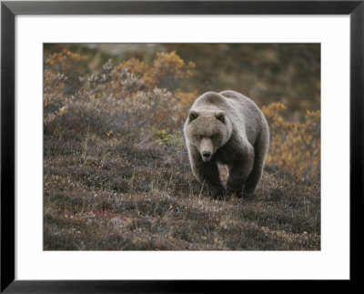 A Grizzly Walks Toward The Camera With A Serious And Threatening Look by Michael S. Quinton Pricing Limited Edition Print image