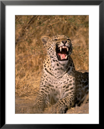 Panther, Okavango Delta, Botswana by Pete Oxford Pricing Limited Edition Print image