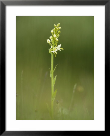 Lesser Butterfly Orchid In Grassland, Oxfordshire, Uk by Elliott Neep Pricing Limited Edition Print image