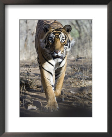 Bengal Tiger, 3 Year Old Male, India by Mike Powles Pricing Limited Edition Print image