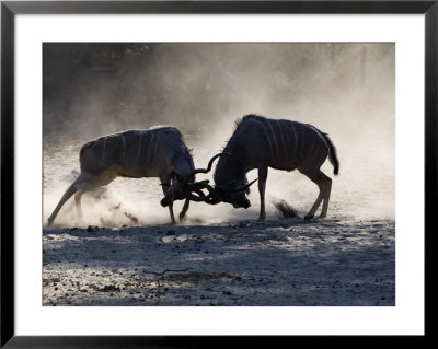 Greater Kudu, Males Fighting, Botswana by Mike Powles Pricing Limited Edition Print image