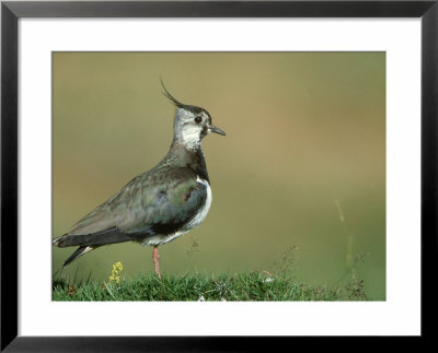 Lapwing, Vanellus Vanellus, Adult Scotland, Uk, July by Mark Hamblin Pricing Limited Edition Print image