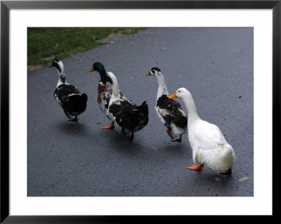 Ducks Waddle Across A Street by Stacy Gold Pricing Limited Edition Print image