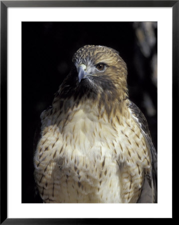 Immature Red-Tailed Hawk, Wildlife West Nature Park, New Mexico, Usa by Maresa Pryor Pricing Limited Edition Print image