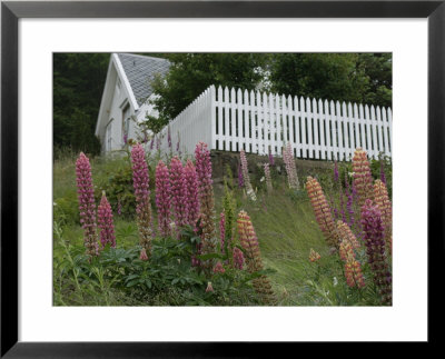 Norway, Hidra, Lupins And Lilies By House by Brimberg & Coulson Pricing Limited Edition Print image