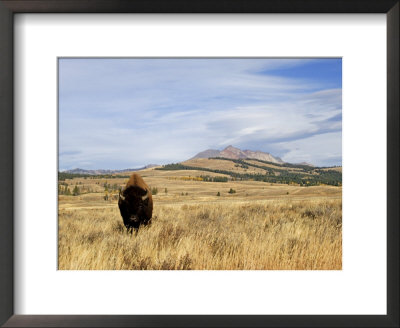 Yellowstone National Park, Wyoming, Usa by Rolf Nussbaumer Pricing Limited Edition Print image