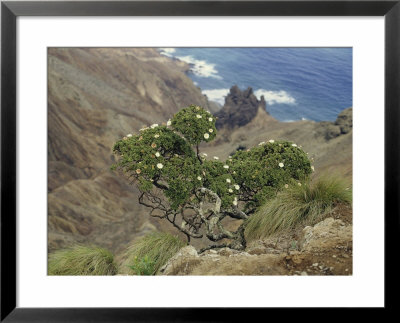 A Clump Of Scrubwood Clings To A Steep Rock Face by Walter Meayers Edwards Pricing Limited Edition Print image