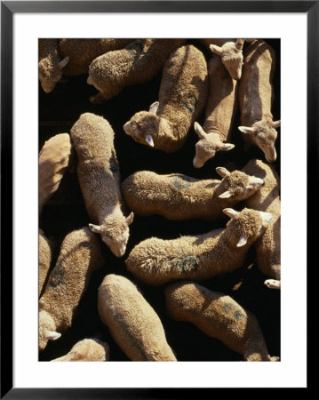 Sheep Ready For Export Portland, Victoria, Australia by Phil Weymouth Pricing Limited Edition Print image