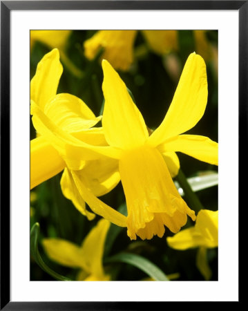 Narcissus, February Gold (Daffodil), Close-Up Of Yellow Flower by Mark Bolton Pricing Limited Edition Print image