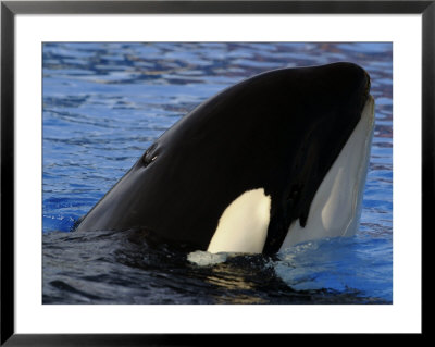 Killer Whales, California, Usa by David B. Fleetham Pricing Limited Edition Print image