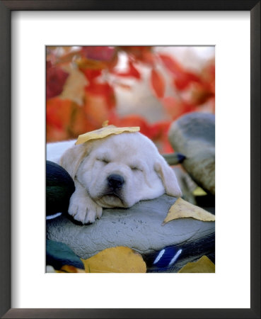 Yellow Lab Pup by Alan And Sandy Carey Pricing Limited Edition Print image