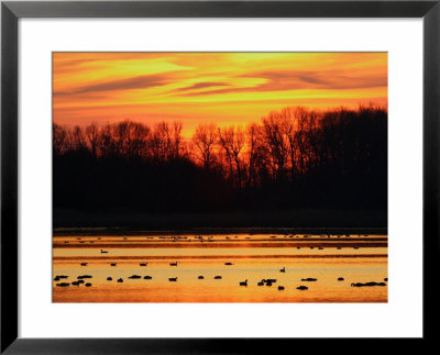 Scene At Bombay Hook National Wildlife Refuge, Delaware by George Grall Pricing Limited Edition Print image