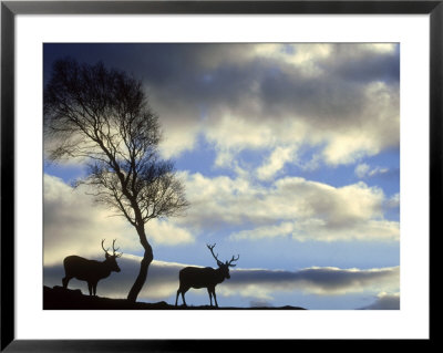 Red Deer, Cervus Elaphus Stags Silhouetted Under Tree, Cair Ngorms National Park, Scotland by Mark Hamblin Pricing Limited Edition Print image