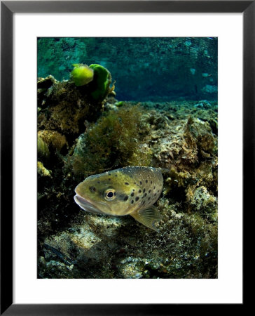 Brown Trout, New Zealand by Tobias Bernhard Pricing Limited Edition Print image