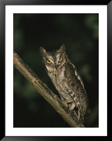 Owl Perched On A Tree Branch by Tim Laman Pricing Limited Edition Print image