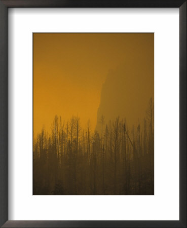 Haze Obscures Charred Pines During The 1988 Yellowstone Fires by Michael S. Quinton Pricing Limited Edition Print image
