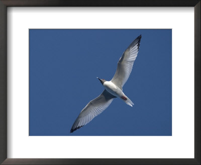 A Swallow Tailed Gull In Flight by Ralph Lee Hopkins Pricing Limited Edition Print image