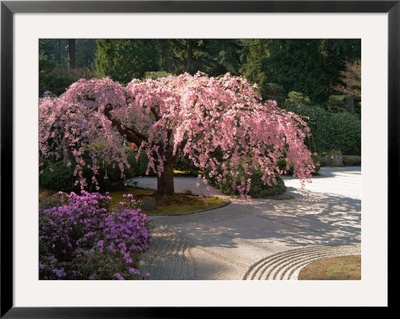 Cherry Tree Blossoms Over Rock Garden In The Japanese Gardens, Washington Park, Portland, Oregon by Janis Miglavs Pricing Limited Edition Print image