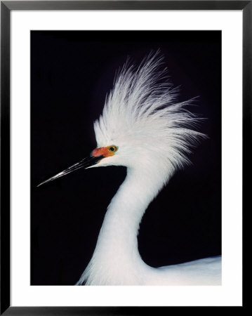 Snowy Egret In Breeding Plumage, Ding Darling National Wildlife Refuge, Sanibel Island, Florida, by Charles Sleicher Pricing Limited Edition Print image