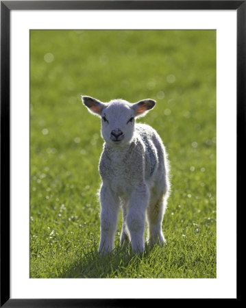 New-Born Lamb In Spring, Scotland by Mark Hamblin Pricing Limited Edition Print image
