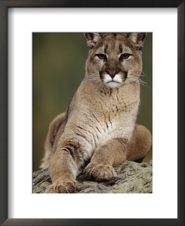 Mountain Lion Or Cougar, Usa by Mike Hill Pricing Limited Edition Print image