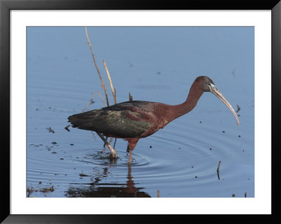 Glossy Ibis Wades For Food In A Salt Marsh by George Grall Pricing Limited Edition Print image