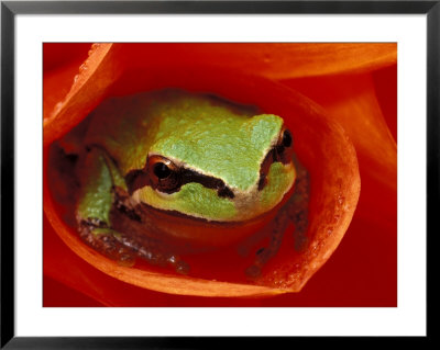 Pacific Chorus Frog In Dahlia by Dennis Kirkland Pricing Limited Edition Print image